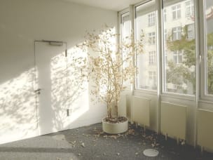 vertrockneter Baum im leeren Büro
