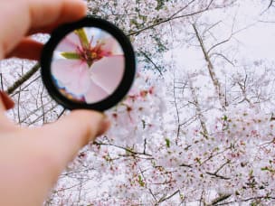 Magnifying glass on a blossom