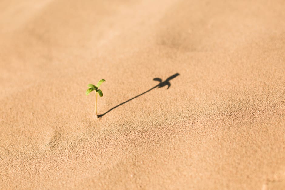 piccola piantina nata nel deserto