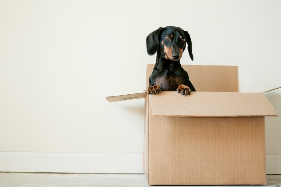 Hund im Karton zur Kooperation von GLOSSYBOX und Pooch & Mutt mithilfe Awin's Brand Partnerships