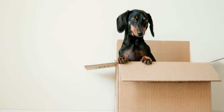 Dog in a box for GLOSSYBOX and Pooch & Mutt partneship using Awin’s brand partnerships to boost revenue